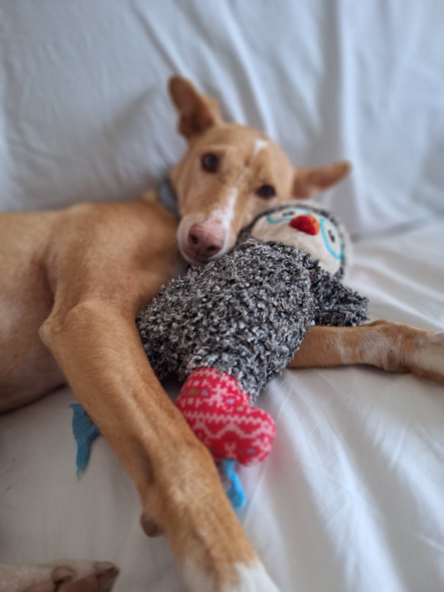 refugioescuela's tweet image. #KEKA

Keka nació en 2017, la pobre no ha tenido la mejor vida posible.. ha estado en una parcela SOLA sin contacto apenas con el ser humano.

Para #ADOPTAR  a Keka ⬇️⬇️

📩adopciones@elrefugioescuela.com
🌐 elrefugioescuela.com/un-hogar-para-… 

#pasionporhacerlosfelices #adopta