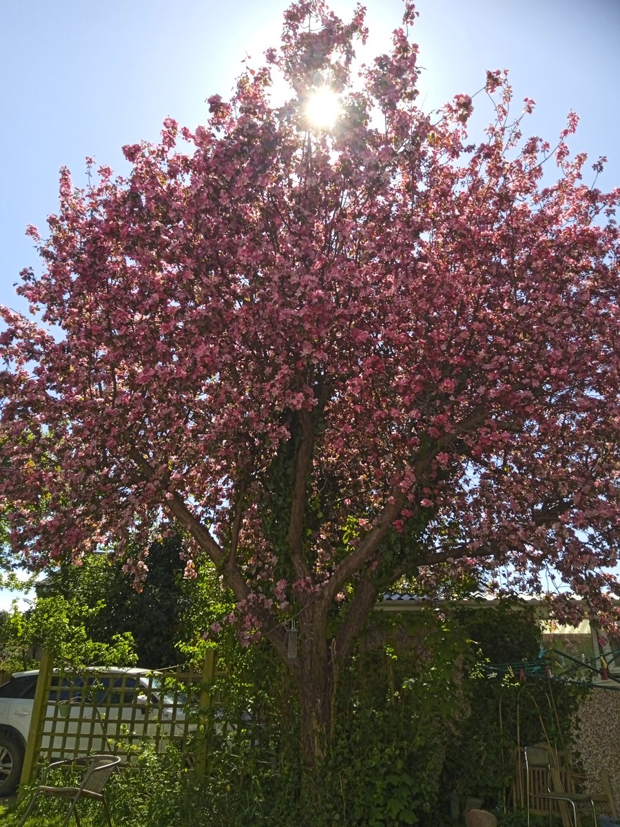 No need to go far with this to admire in the garden. If you're celebrating, Happy Easter!