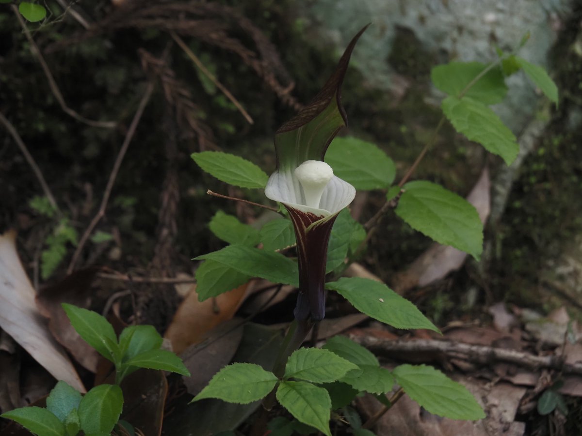 後輩が見つけてくれたユキモチソウ。久しぶりに見たけど、やっぱりいい植物だね〜！個体差なのか香川県で見たものよりえらい小さい気がする。徳島県吉野川市にて。