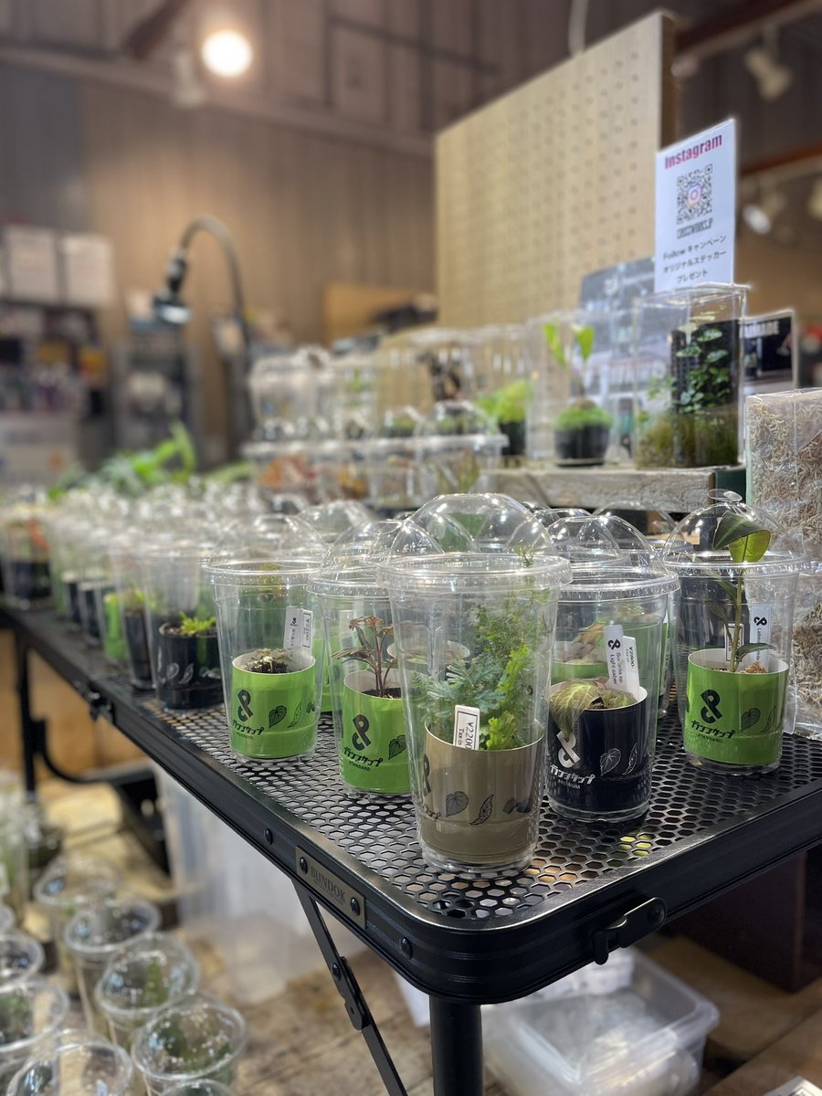 グリーンギャラリーガーデンズ2店舗で開催しましたジャングルプランツ即売会は、無事に終了しました！たくさんの方々にお越しいただきありがとうございました！
雨林植物をもっと身近にプランツカッププロジェクトと連携してレギュラー企画を画策しております。次回のイベントも乞うご期待です！