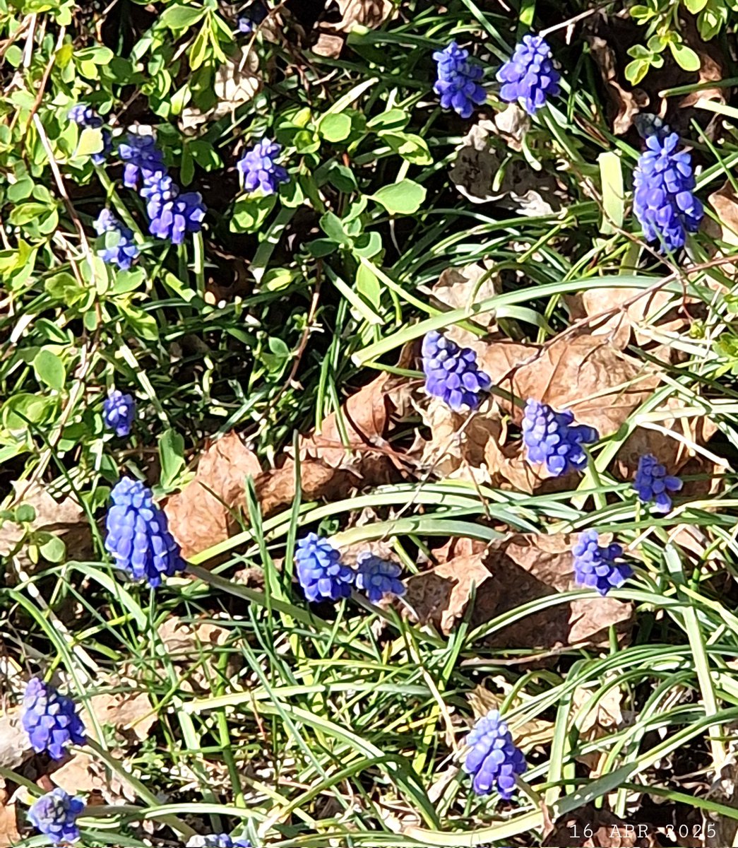 IDadzkov's tweet photo. Grape hyacinth bloomed out.  Мускари зацвёл.
#nature #spring #flowers #flowering #SpringPhoto #FloweringPhoto https://t.co/UPDmfHqmNo