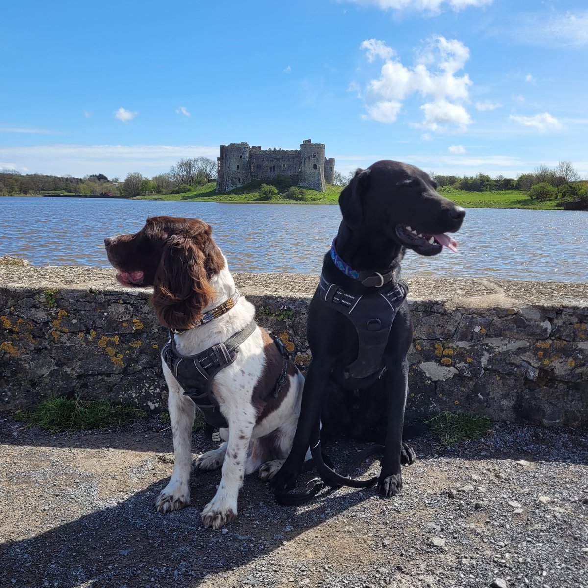 A very happy Easter to you all! 🧡🐶