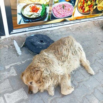 Pati Arkadaş (@patiarkadas) on Twitter photo Hatay Sokakta yaşayan bir Golden ve obezite hastası,düzensiz beslenmeden bu hale gelmiş. Tedaviye alacak bir dernek var mı yönlendireceğiniZ ?
İnstagram <a href="/patiarkadas/">Pati Arkadaş</a>
#SokakHayvanlarıSahipsizDeğil Hatay Sokakta yaşayan bir Golden ve obezite hastası,düzensiz beslenmeden bu hale gelmiş. Tedaviye alacak bir dernek var mı yönlendireceğiniZ ?
İnstagram <a href="/patiarkadas/">Pati Arkadaş</a>
#SokakHayvanlarıSahipsizDeğil