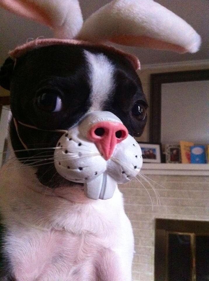 au au! 🐾🐰