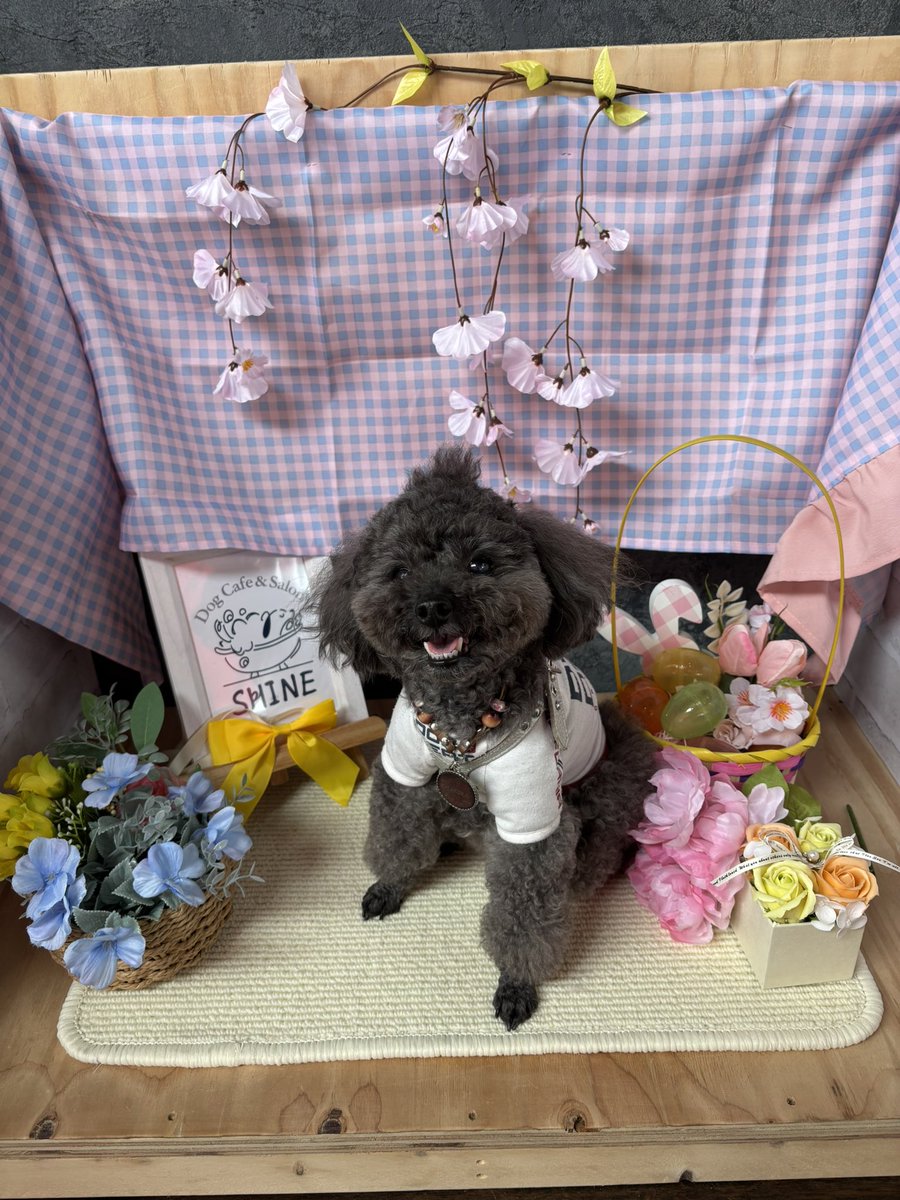 chakuko0719's tweet photo. 久々のドッグカフェ
＃SHINE
へ。
前に来た時はまだドリンクしかやってなかったけど、もうフルオープンになってる。
ドッグランは相変わらず広くていいね👍
貸切だったけどたくさん走ったよ🐾🐶💨

#SHINE
#トイプードル
#さくら https://t.co/TzNFOOl0zN