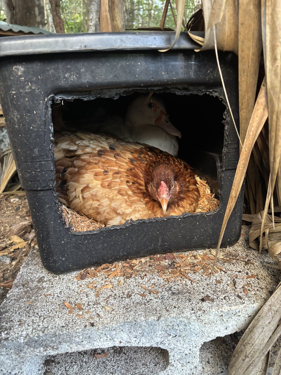 Nate - Lunar Magic & Dirt Sorcery tweet media