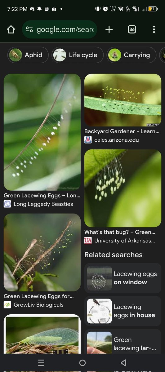 swentseun's tweet photo. @aventdix @yappingfess Kayanya bukan, lebih mirip telor green lacewing https://t.co/bQlyYp4TtU