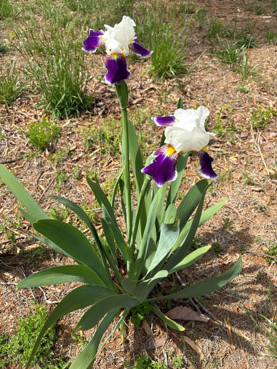 EarlyGates's tweet image. Here&apos;s a photo I took yesterday.
I am sharing as an easter gift to all my friends here on 𝕏.
(Sorry no eggs with money in them this year.)
Have a great one !
#HighQualityContent #Flowers