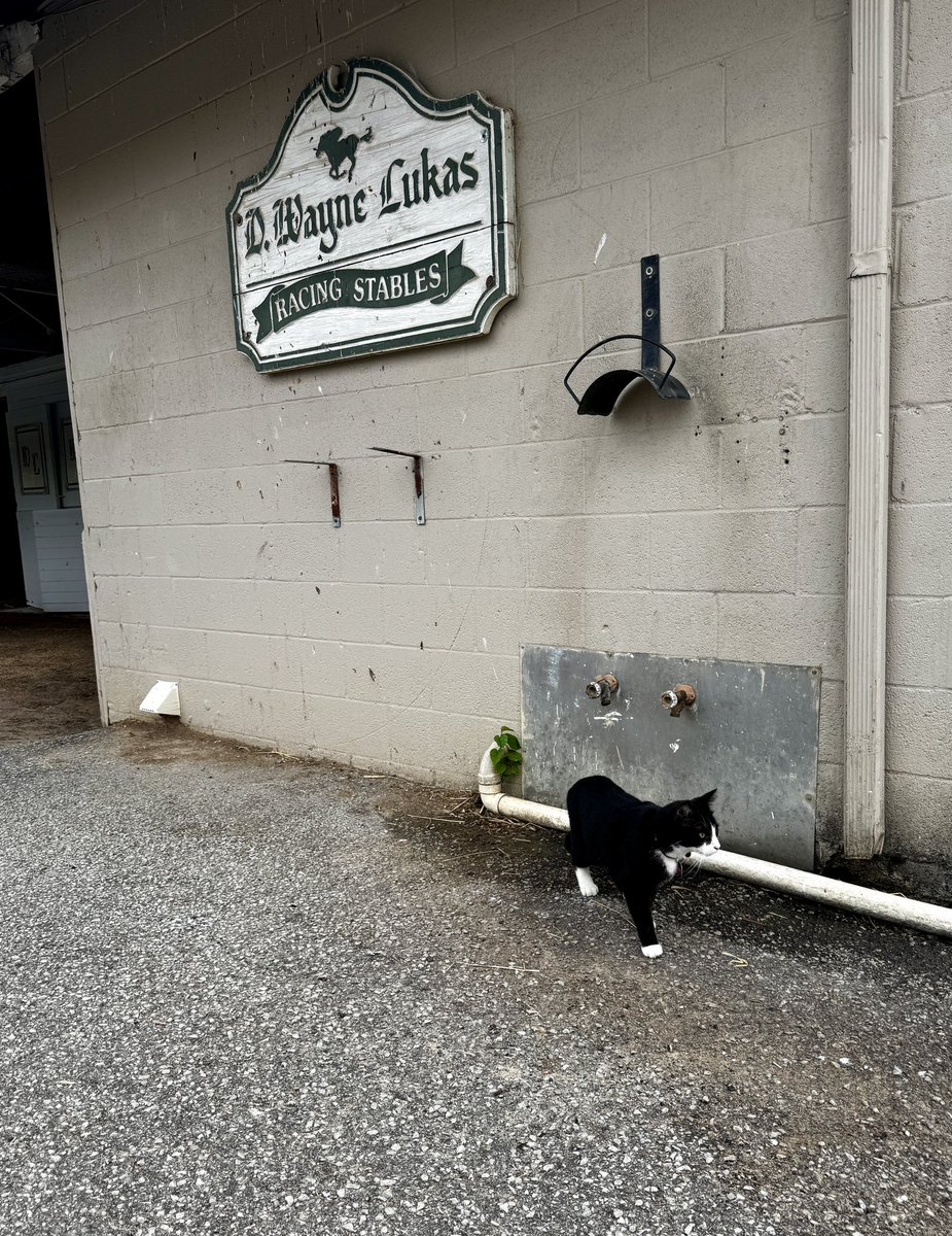 backstretchcats tweet media