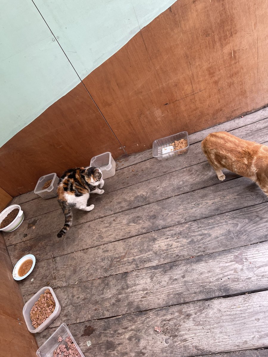 Ils avaient très bien alors j’ai bien chargé. 
Bon appétit mes bb de la street