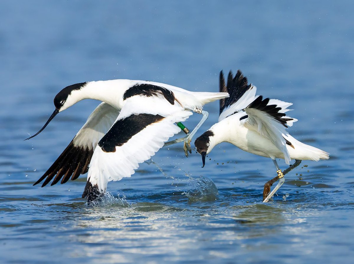 MarcGuyt's tweet image. Spend a morning last week in the photohides of gruttoland.nl - which had me many (many) images of fighting and otherwise interaction pied avocets.