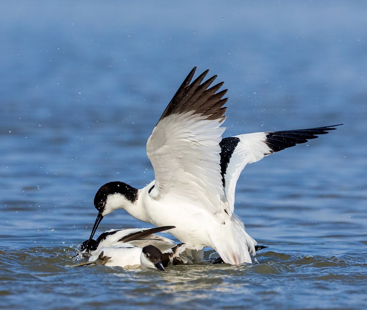 MarcGuyt's tweet image. Spend a morning last week in the photohides of gruttoland.nl - which had me many (many) images of fighting and otherwise interaction pied avocets.