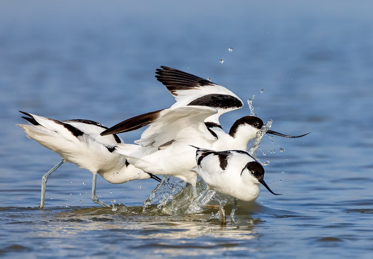 MarcGuyt's tweet image. Spend a morning last week in the photohides of gruttoland.nl - which had me many (many) images of fighting and otherwise interaction pied avocets.