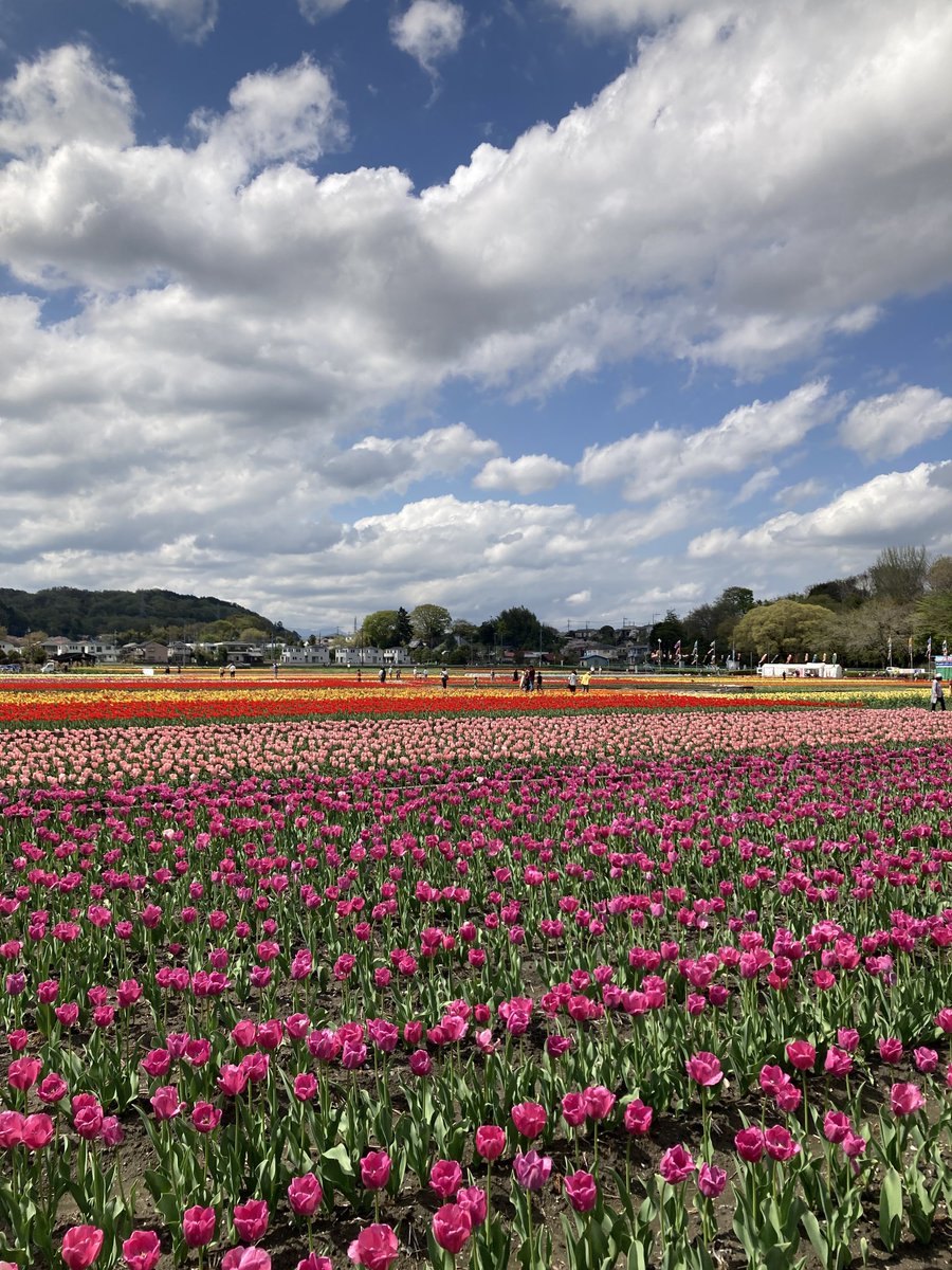 _mi_photography's tweet photo. ♬ちゅ〜ぅりっぷの恋模様♬ https://t.co/ArnbSHn3JL