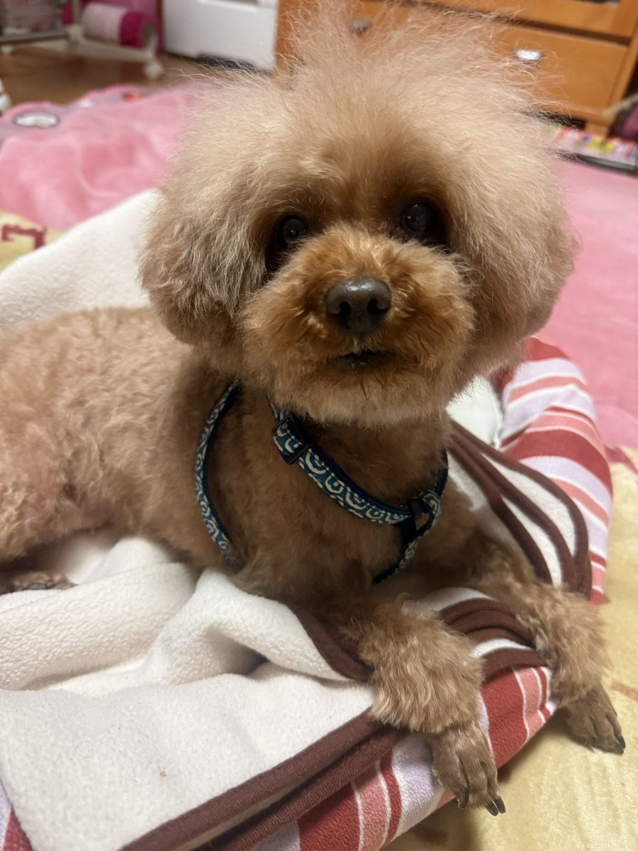 くるみさん

春のトリミング ✂︎