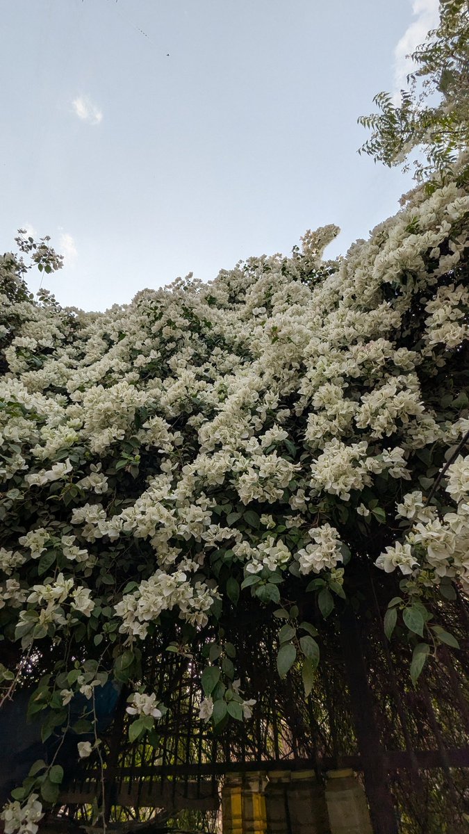 KotiShree's tweet photo. these gorgeous flowers made my day 🌸 https://t.co/dvTLiz0jOI