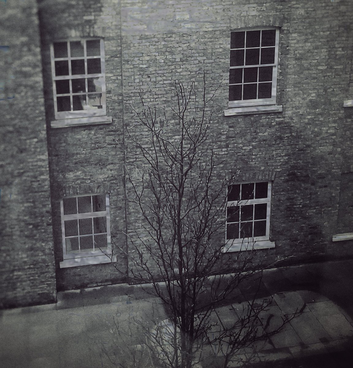 ClarkMail's tweet image. ©️ Roy Clark 2025
#urbantree #streettree #urbantrees #urbannature