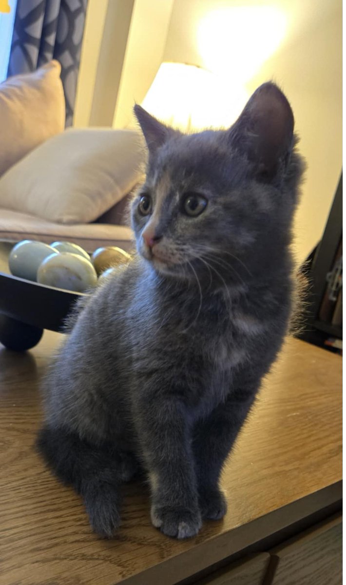 A little late for #Caturday, but here's our new little feather duster. I swear it's like his coat is multi cam. It makes it tough to get a good picture of him. #CatsOfTwitter