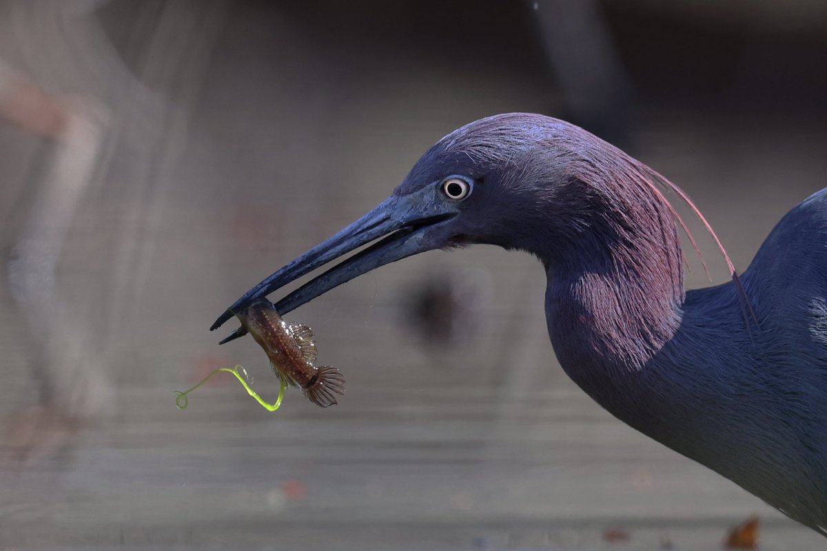 LeoPM20's tweet photo. Little blue heron fishing #littleblueheron #fishing #wildelife #amateurephotography #wildlifelovers https://t.co/aTTJHhihSS