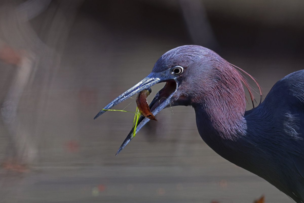 LeoPM20's tweet photo. Little blue heron fishing #littleblueheron #fishing #wildelife #amateurephotography #wildlifelovers https://t.co/aTTJHhihSS