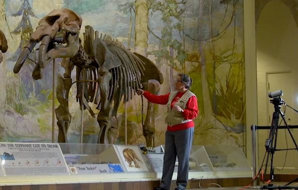 cilcorg's tweet image. #Examine three #prehistoric #elephants and uncover the story of an #American #heartland where these #powerful #creatures once roamed #free. 

#Learn more about the #livevirtualvisit and book today here: bit.ly/43KIG5W