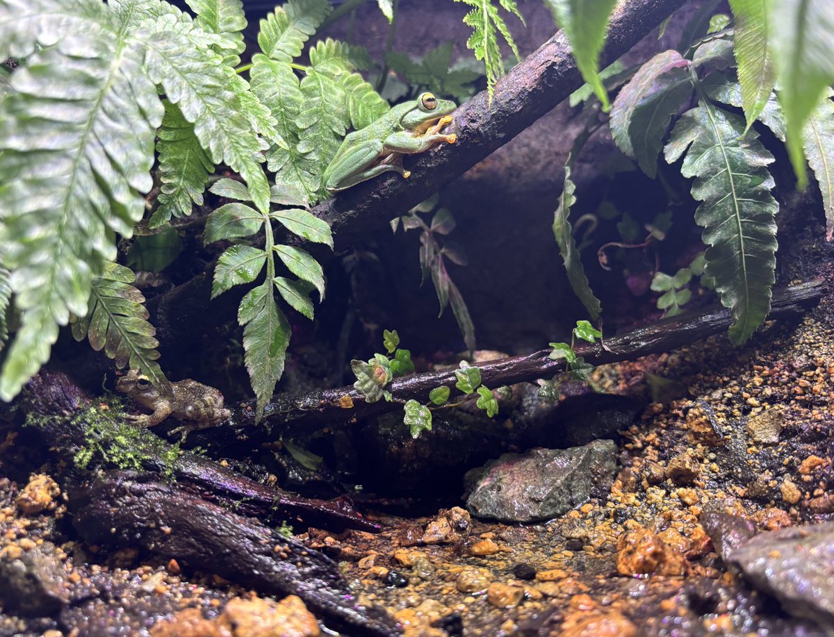 ヤエアオも離島ケージに移動
離島のシダがよく似合っているよ