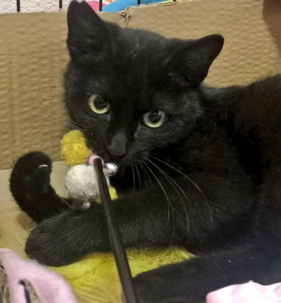 Nos devuelven a nuestro Coquito porque durante el período de preadopción no ha conseguido entrar en confianza con la familia

Está en Madrid y el domingo 27 volvería a Murcia, ¡pero si eres de Madrid y quieres adoptarle puedes escribirnos! 🖤

▪️Macho, 6 meses
