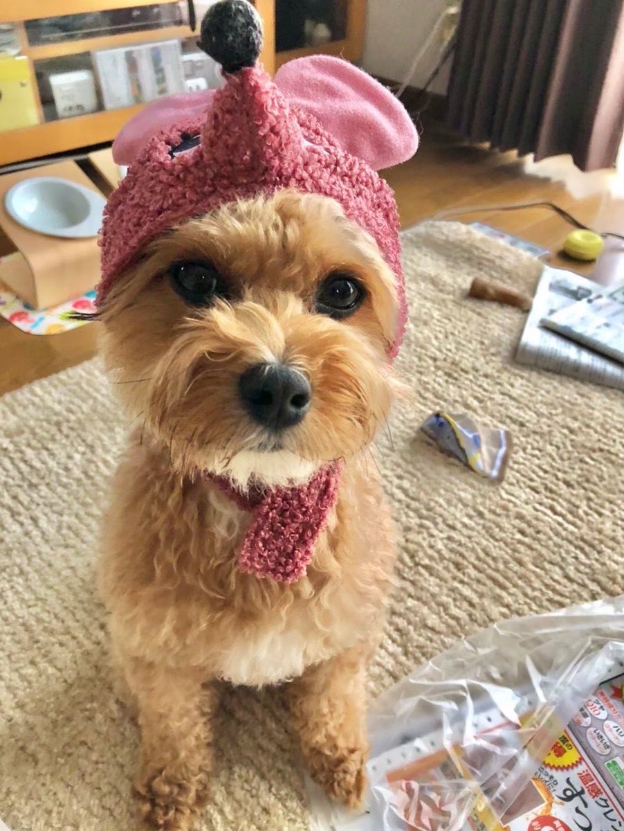 iua_____oe's tweet photo. @grape_desk ご連絡ありがとうございます！
ご質問いただいた通り、実家で飼っている犬でティノ(ｵｽ)と言います🐾
紹介していただいて大丈夫なのですが、飼い主としては哀愁漂う後ろ姿しか映っていなくてとても心苦しいので、是非正面からの可愛い顔も一緒に載せていただけたら嬉しいです！😭 https://t.co/f4GSoCKxNa
