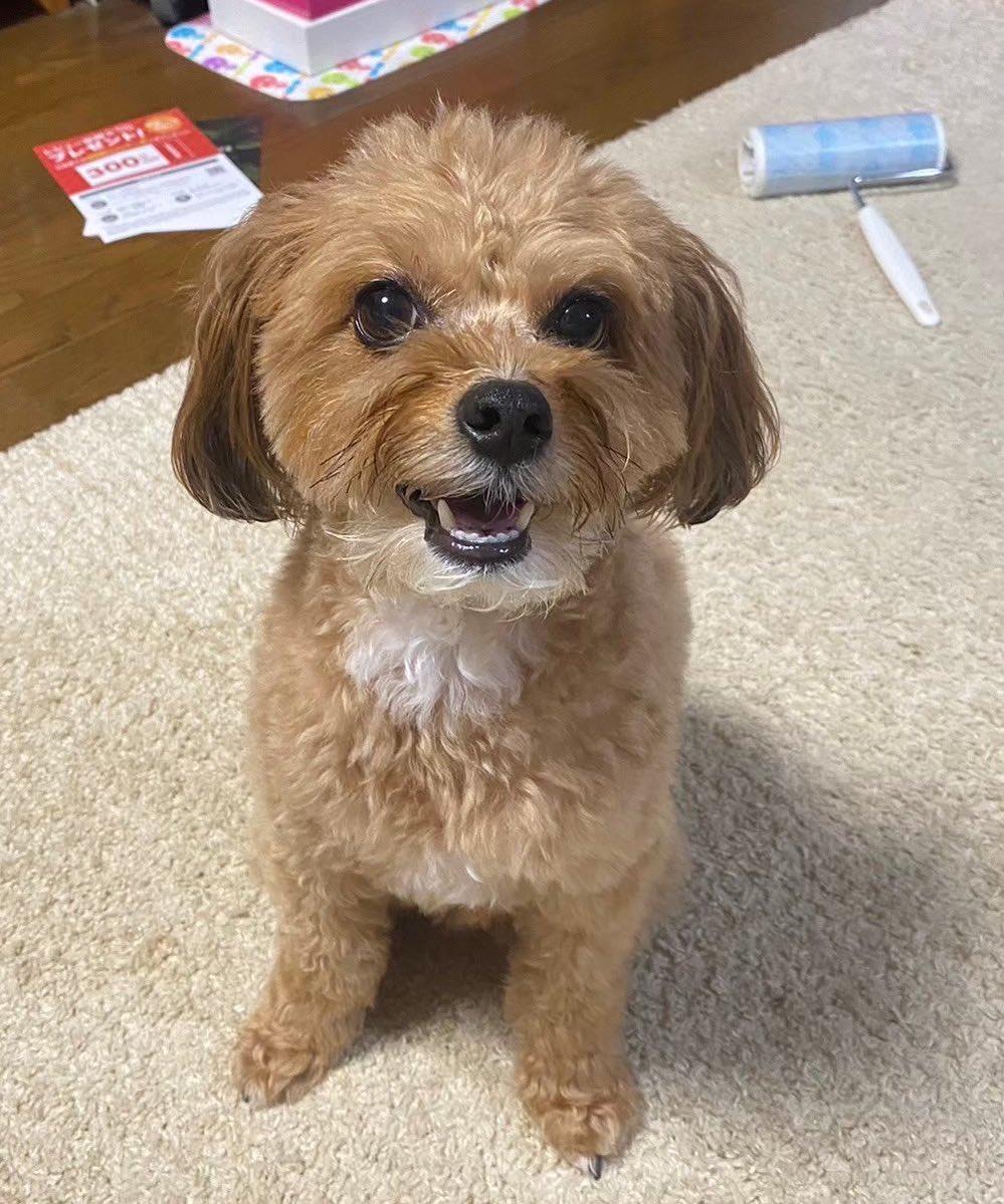 iua_____oe's tweet photo. @grape_desk ご連絡ありがとうございます！
ご質問いただいた通り、実家で飼っている犬でティノ(ｵｽ)と言います🐾
紹介していただいて大丈夫なのですが、飼い主としては哀愁漂う後ろ姿しか映っていなくてとても心苦しいので、是非正面からの可愛い顔も一緒に載せていただけたら嬉しいです！😭 https://t.co/f4GSoCKxNa