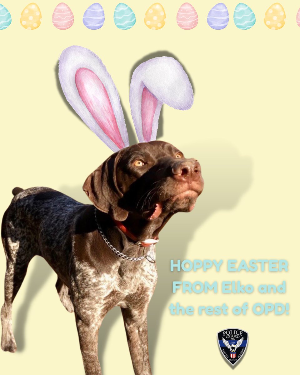 OxfordPolice's tweet photo. 🐰🚔 Undercover for Easter duty! 🕵️♂️🐾
Our K9 Officer Elko is on high alert for missing eggs and stolen Peeps. Stay safe and have a happy Easter! 🐣💙
#EasterPatrol #K9Bunny #OxfordPD #OPDK9Unit https://t.co/VbJrNFZlPQ