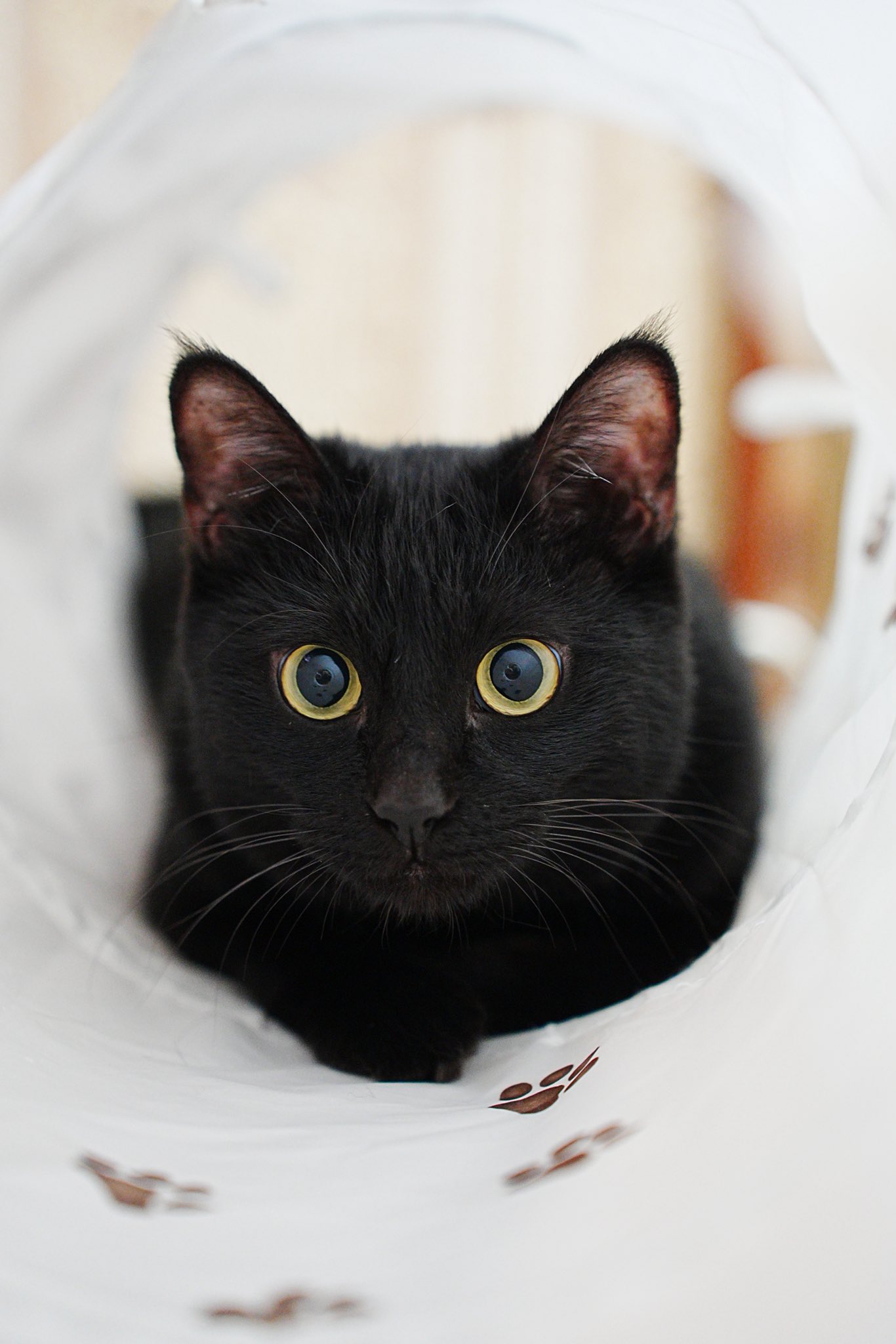 黒猫つくねちゃん太しっぽ on X: 