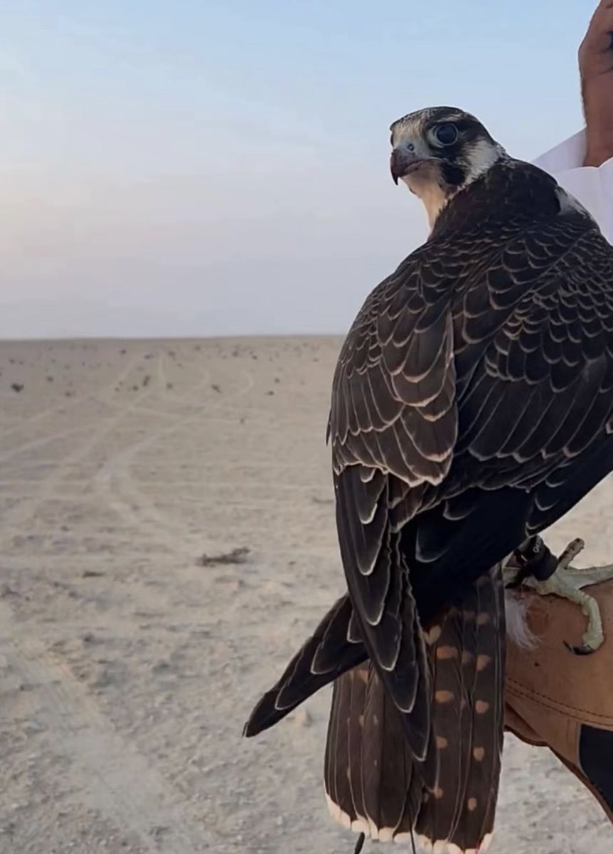 4zo's tweet image. حظك كبير بـ فكّة الريش يا طير
لك خاطرٍ ما بيّح الوقت سدّه

عطني جناحك بس في حزة عصير
ولك وجهي إنه لأظلم الليل أردّه