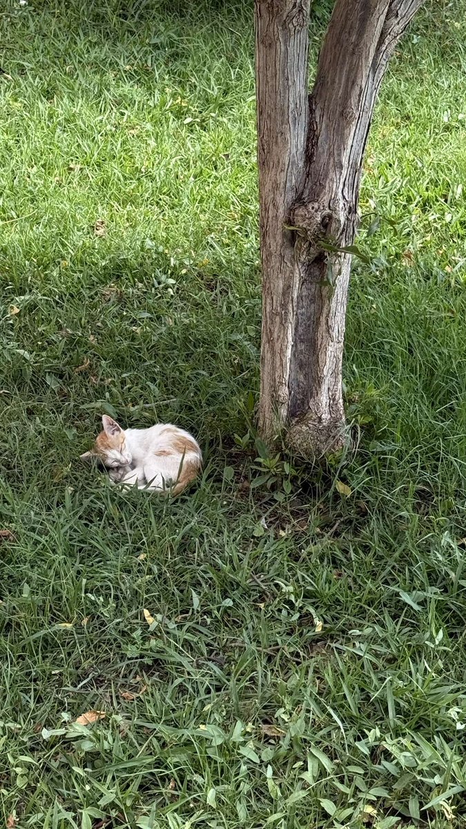 ket_388's tweet photo. Can’t handle how cute this little one is—cutest thing on campus🥹💞💞💞 https://t.co/Hp8Ikkuue4