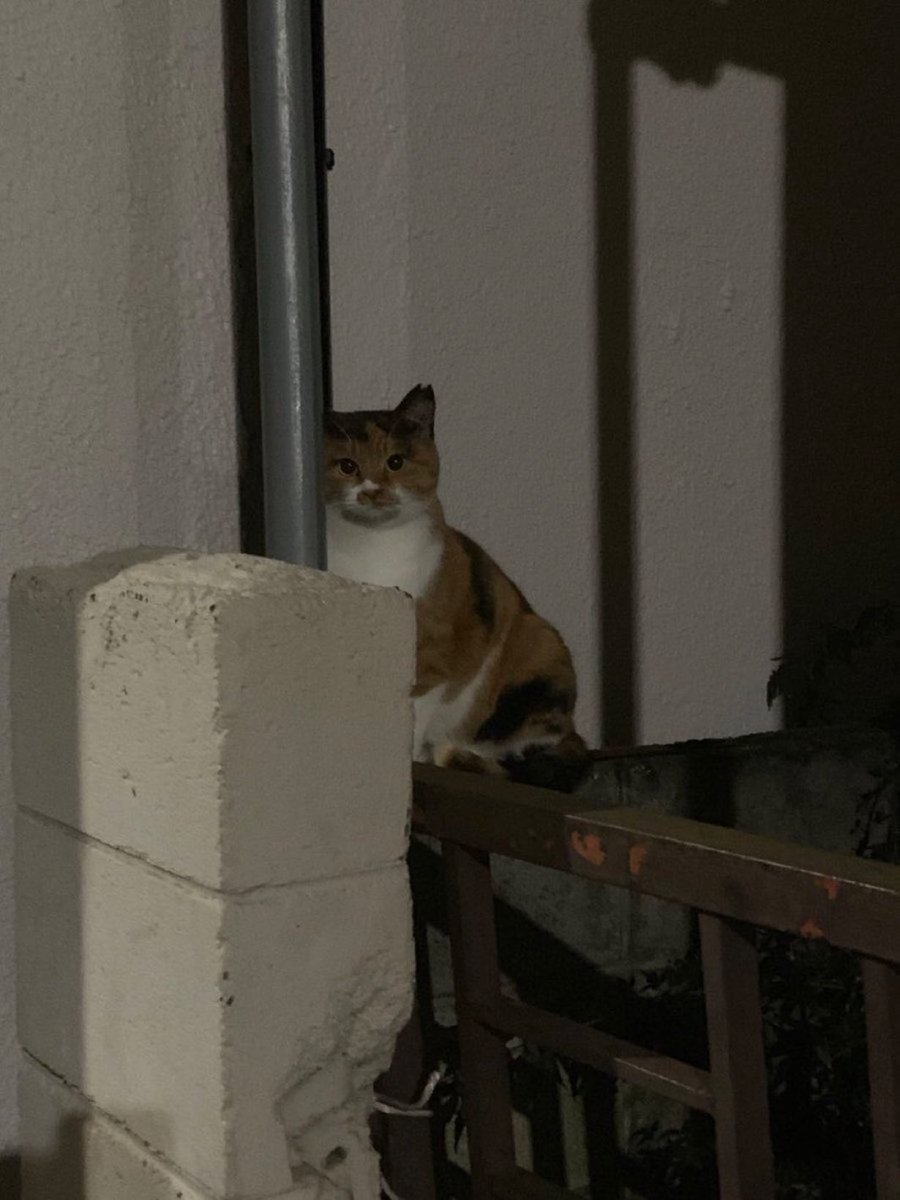 オードリー若林に似てる猫にずっと見られてる