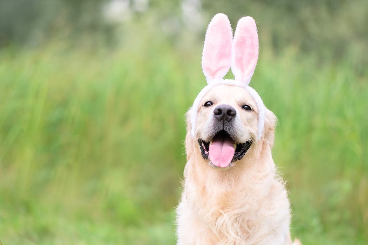 Happy Easter from Braumiller Law Group

This is Phoenix…the boss’s pup posing for the photo…..he’s a trooper.