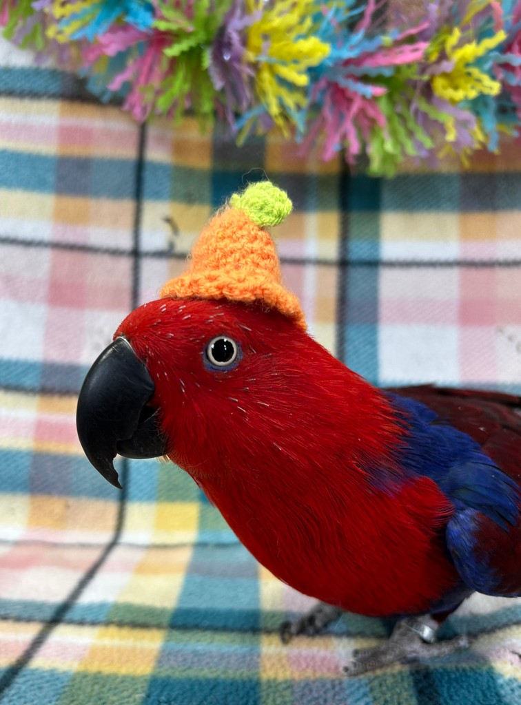 💐Wishing you a beautiful Easter filled with kindness, gratitude, and joy from the Rescue Ranch Staff and Animal Ambassadors! 🐇

#HappyEaster #Spring #RescueRanch