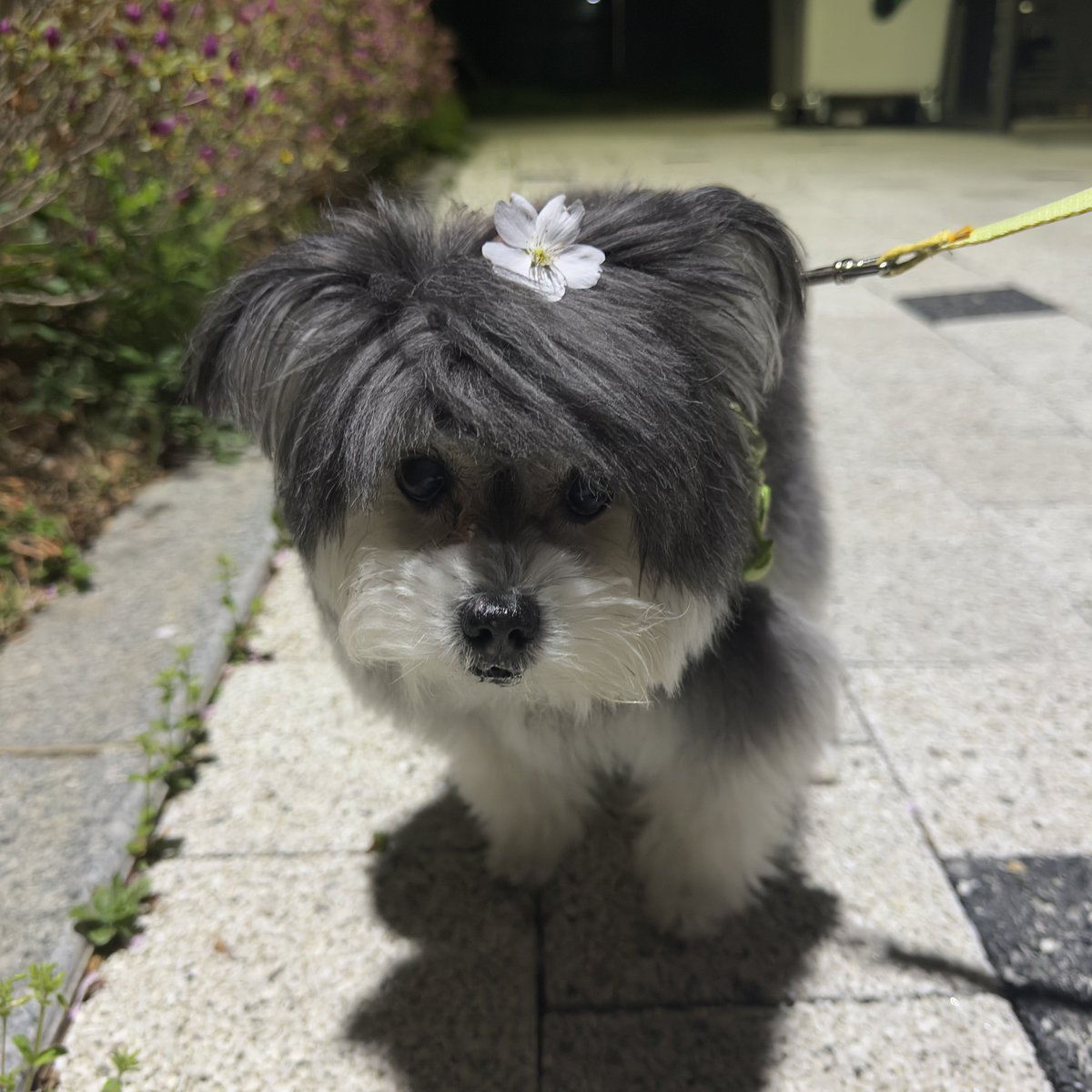 GGAMZI_MIX's tweet photo. 밤 산책🌌🌸 https://t.co/H5PKBjmoDc