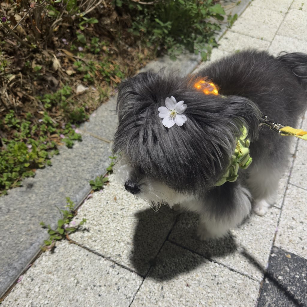 GGAMZI_MIX's tweet photo. 밤 산책🌌🌸 https://t.co/H5PKBjmoDc