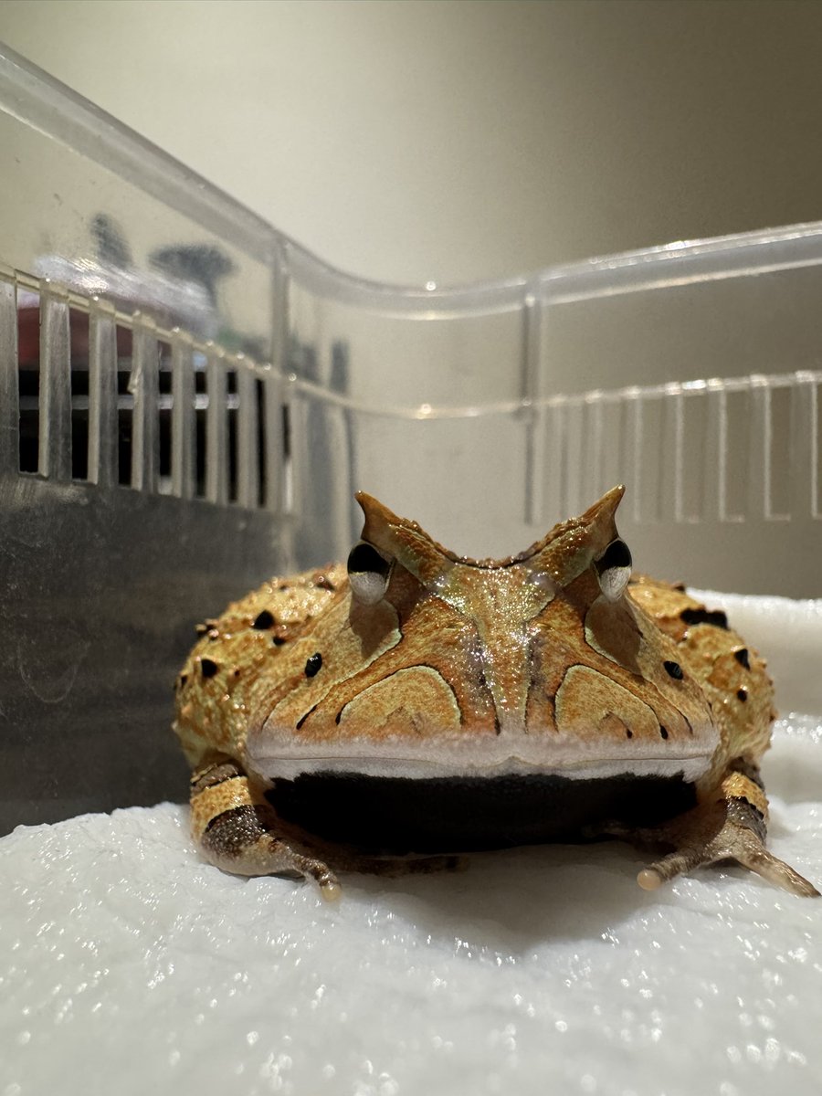 Miamimmmm's tweet photo. @WTpacmanfrogs https://t.co/U8TRnFzS4d