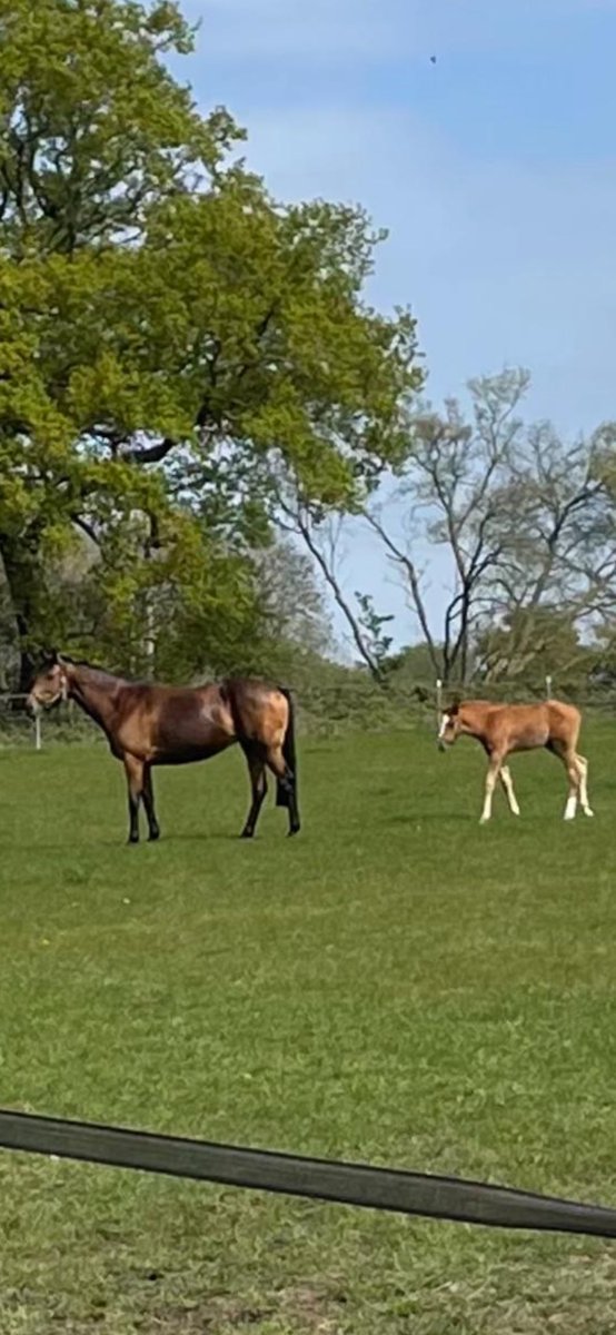 oliver costello tweet media