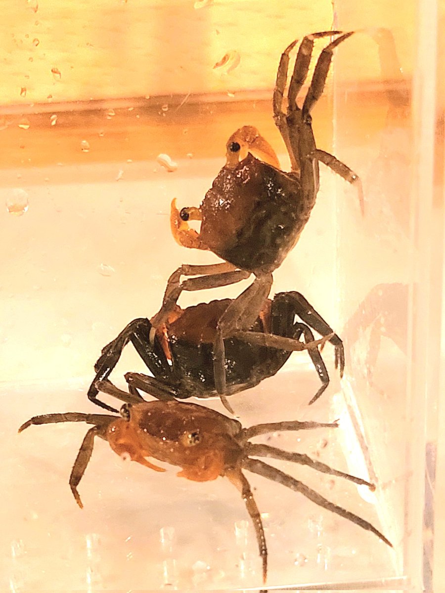 licoyas's tweet photo. #echoooo 撤収完了〜🦀
3日間有難う御座いました！
今日は初のチビ3匹。

またこんな感じのイベント出るつもりなので引き続きよろしくね。

さて休む間もなく週末26〜29日
新宿タカシマヤ催事です🔥🔥
急遽！多肉植物アクセサリーも販売！
フラッと寄ってね〜🦀 https://t.co/c9XCdlr96L