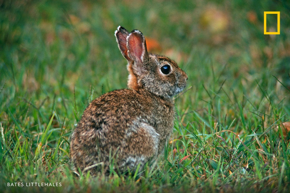 NatGeo's tweet photo. How did bunnies, eggs, and bonnets become associated with the Christian holiday marking the resurrection of Jesus Christ? It's all a matter of when Easter takes place and how, over the millennia, pagan spring traditions merged with Christian celebrations. https://t.co/jwLOFjuQuN https://t.co/Qw6EXnJpbw