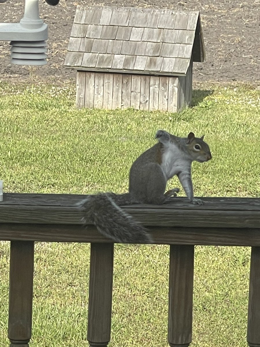 Why does this guy look like he’s a super hero who just landed?  Whats a good super hero name for him? #superhero #squirrelgirlmarvel #squirrel #eastersquirrel