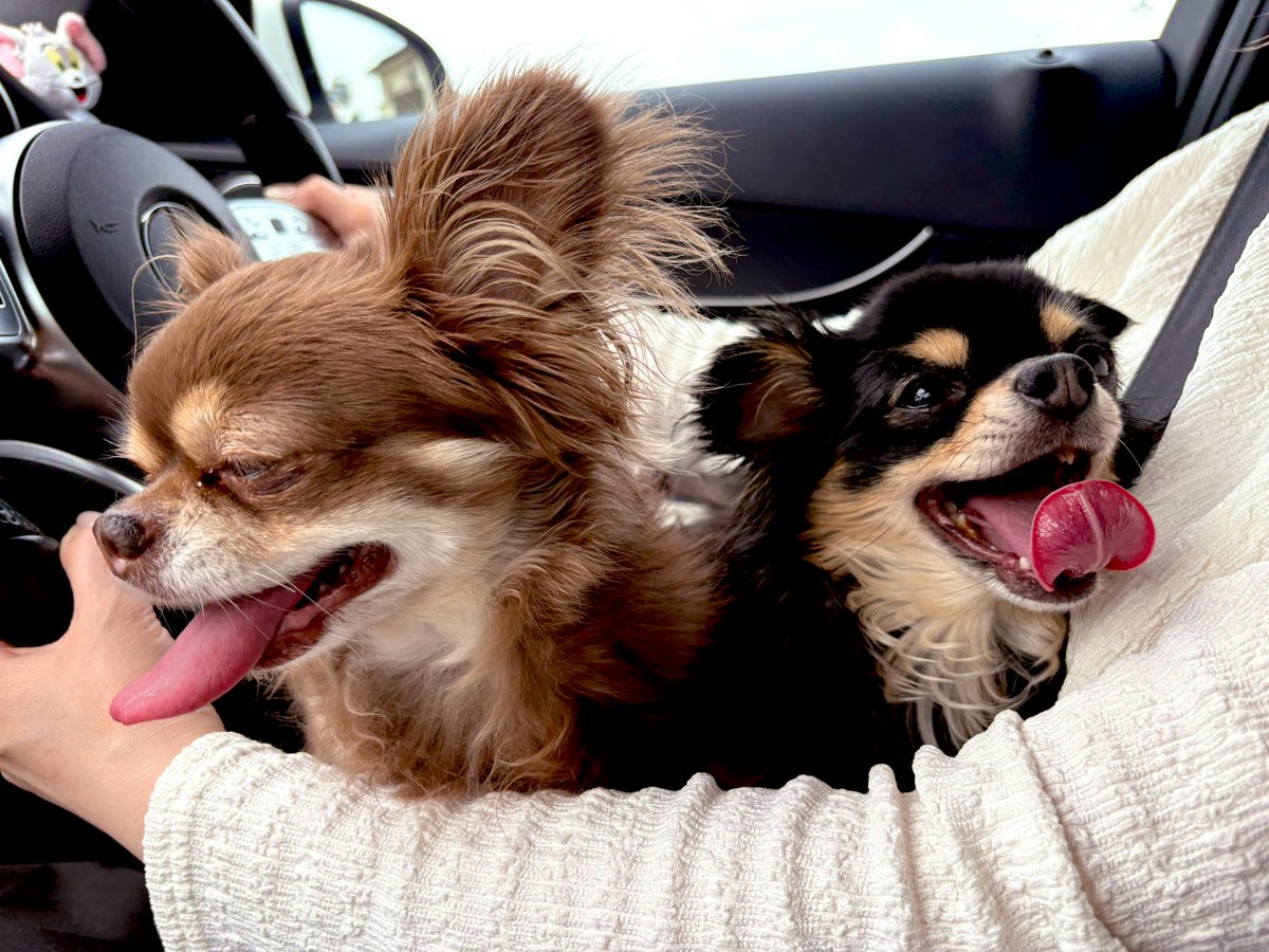 tachucas's tweet photo. かわいすぎ🐶 https://t.co/yXH7OCSGfq