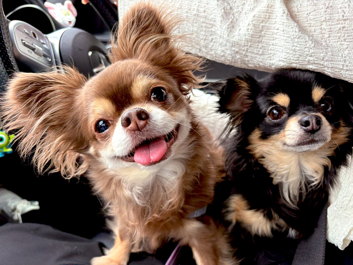 tachucas's tweet photo. かわいすぎ🐶 https://t.co/yXH7OCSGfq