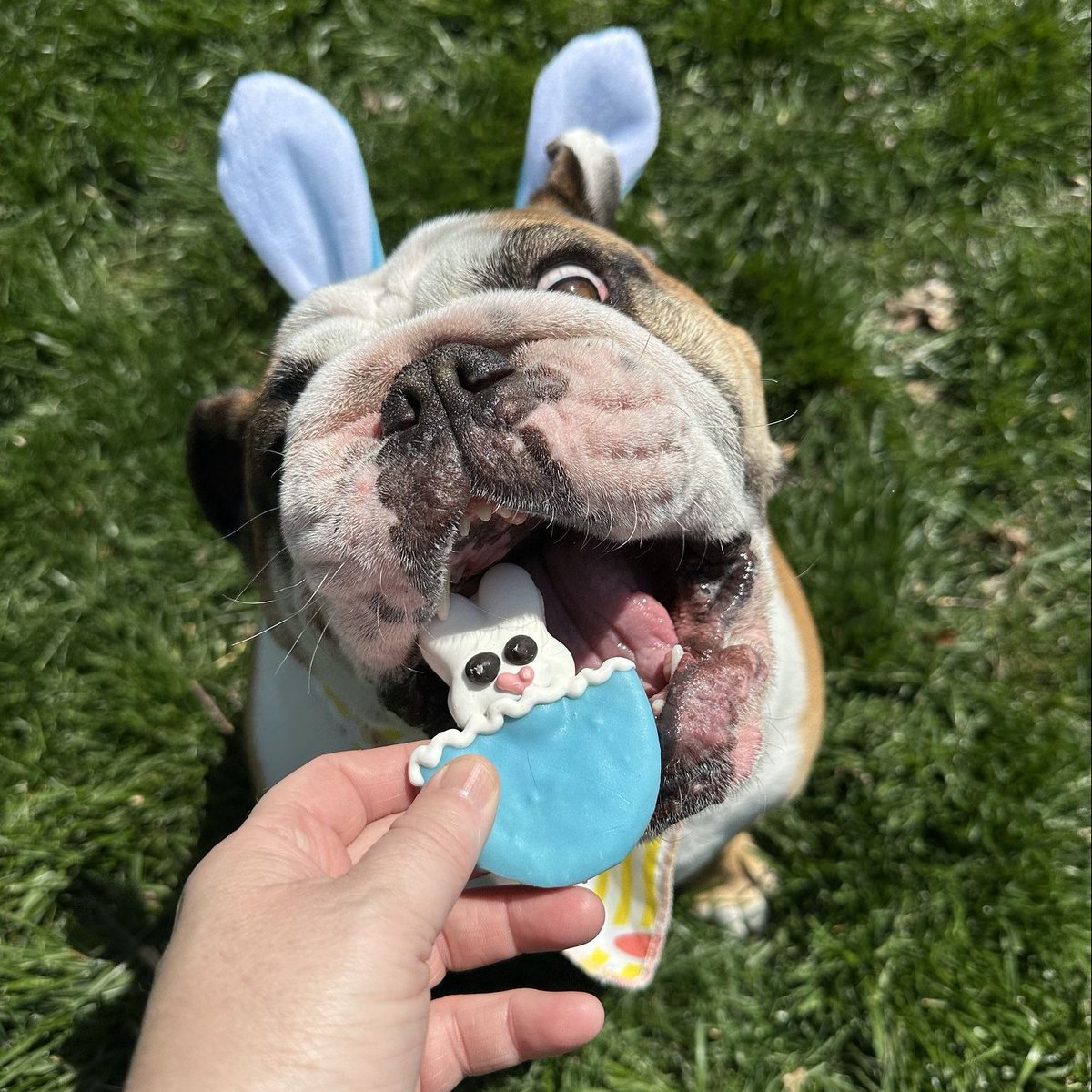 Treats Unleashed tweet media