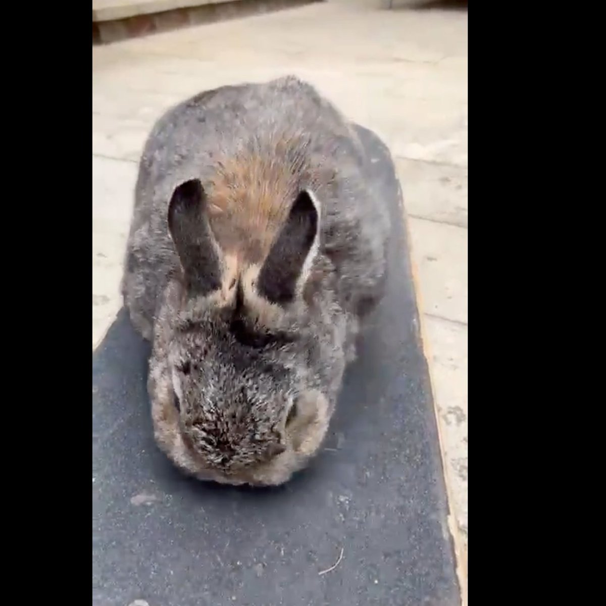 Rabbit of the Day 🐰 tweet media