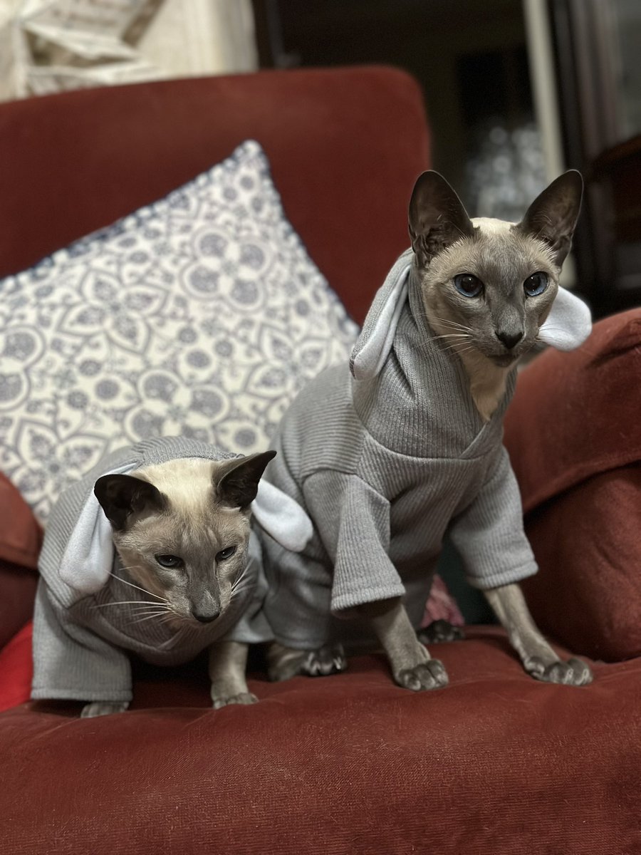 littleeeveebeth's tweet image. Easter cats 🐰🩷
The bois are contemplating whether those extra treats were really worth it 😂