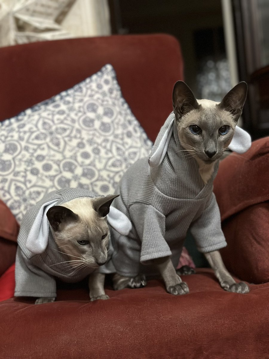 littleeeveebeth's tweet image. Easter cats 🐰🩷
The bois are contemplating whether those extra treats were really worth it 😂