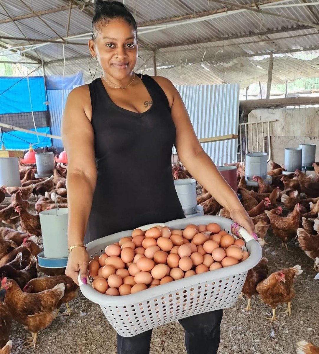 Chicken farmer specialising in eggs👩🏾‍🌾🐓🥚🔥

Small Business Matters